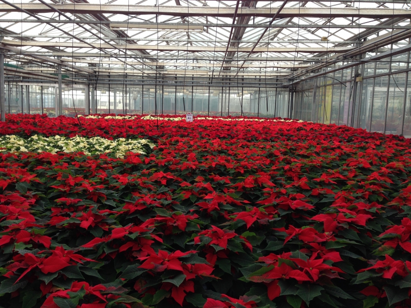 pepiniere-ENTRAUNES-min_poinsettia-210023